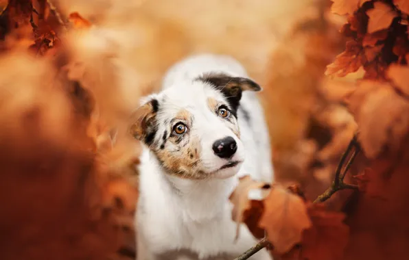 Картинка осень, морда, листья, собака, размытость