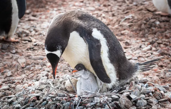 Украинские полярники показали забавное видео с пингвинами: крадут камушки друг у друга
