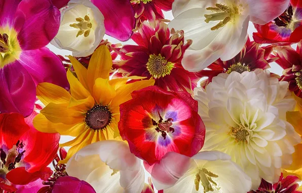 Цветы, природа, фон