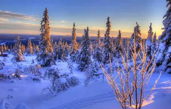 Зима, снег, ели, Норвегия, Norway