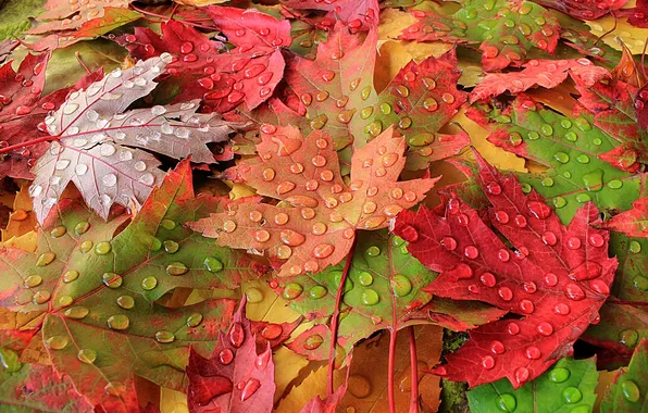 Осень, листья, макро, роса, краски