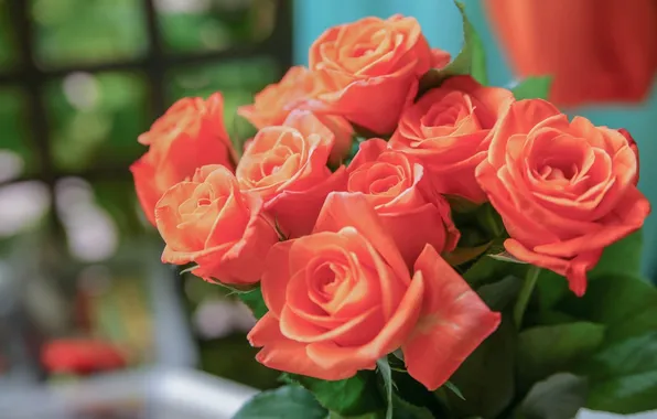 Розы, букет, бутоны