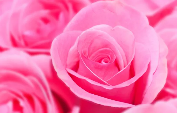 Купить букеты роз в Москве от руб — цветы с доставкой