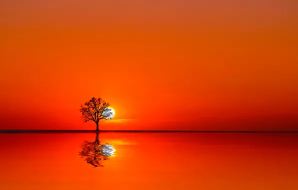 Вода, солнце, закат, дерево
