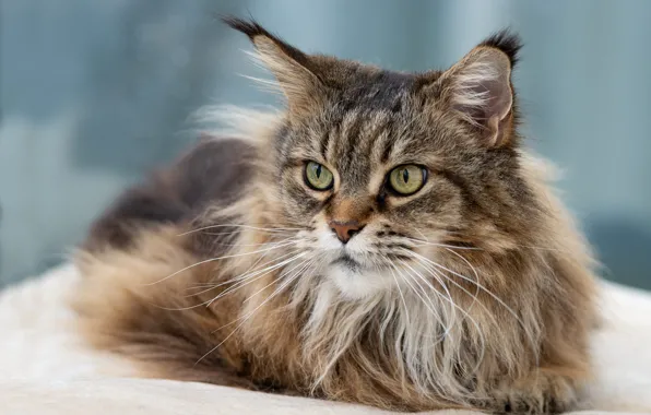 Картинка кошка, кот, взгляд, морда, серый, фон, пушистый, лежит