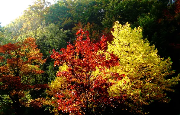 Осень, листья, деревья, природа, colorful, Nature, trees, autumn