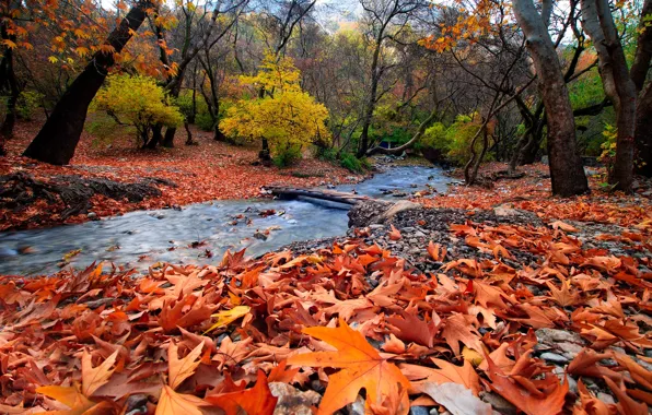 Картинка осень, лес, листья, пейзаж, горы, природа, ручей