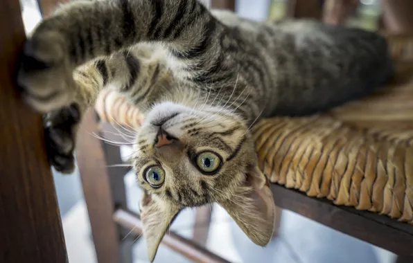 Кошка, кот, на стуле, полосатая кошка