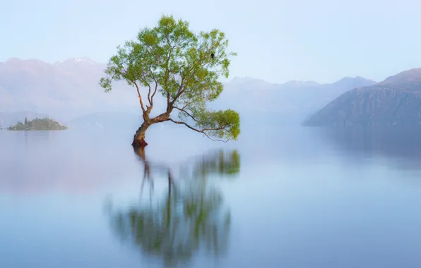 Природа, озеро, дерево, птица, утро, Новая Зеландия