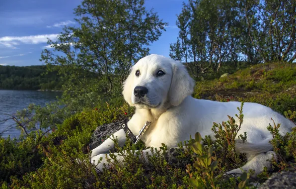 Взгляд, друг, собака