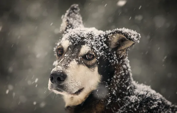 Картинка зима, взгляд, собака