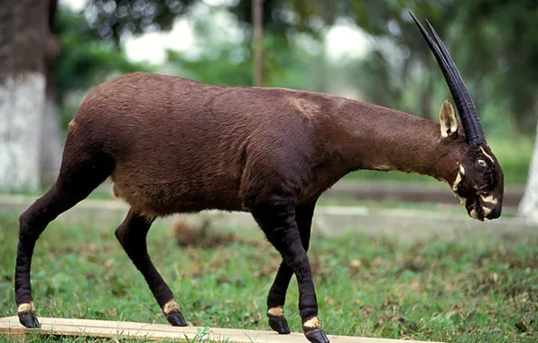 Animal, large, wildlife, rarest, mamma, The saola