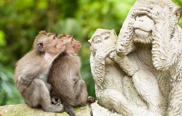 Макаки, пара, обезьяны, профиль, статуя, приматы