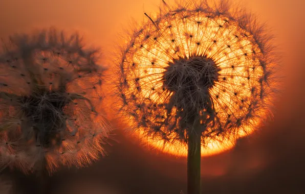 Картинка закат, одуванчик, sunrise, dandelion