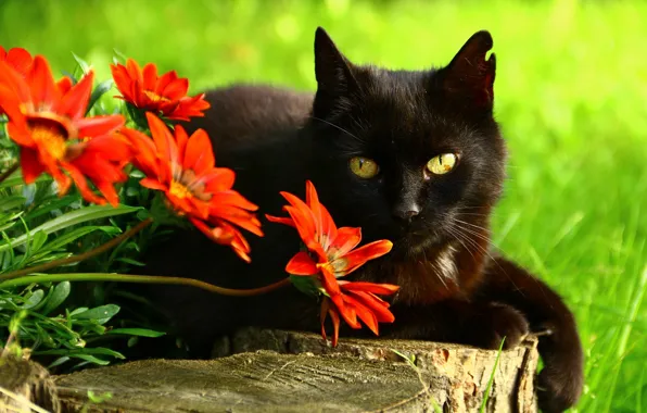 Кошка, глаза, кот, взгляд, морда, цветы, поза, зеленый