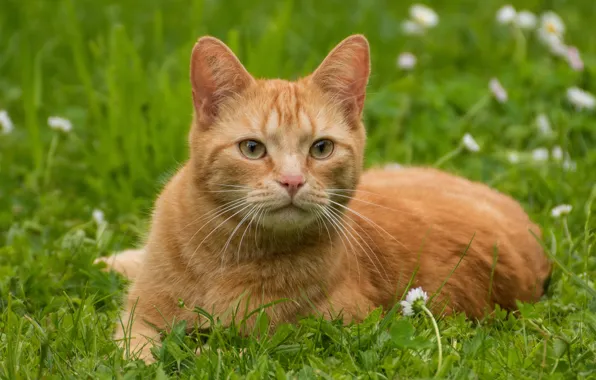 Кошка, трава, кот, взгляд, морда, цветы, поза, рыжий