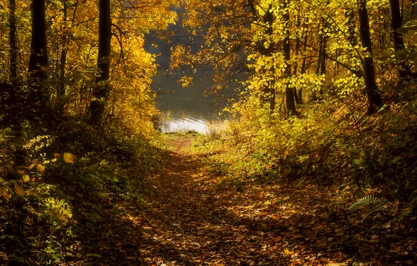 Trees, autumn, leaves, path