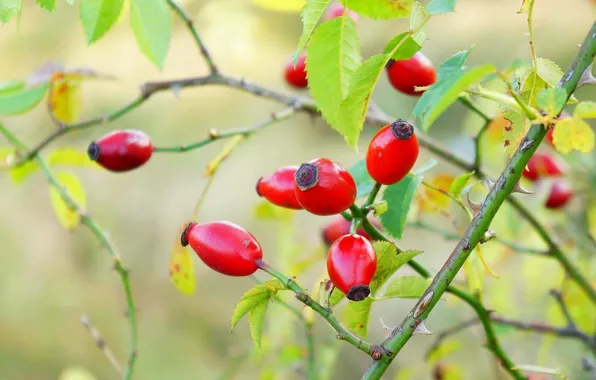 Red, rose, fruit, wild