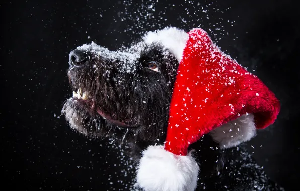 Картинка снег, собака, Новый Год, Рождество, Christmas, dog, 2018, Merry Christmas