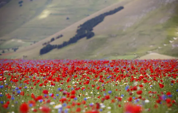 Картинка поле, цветы, мак, склон, луг, Италия