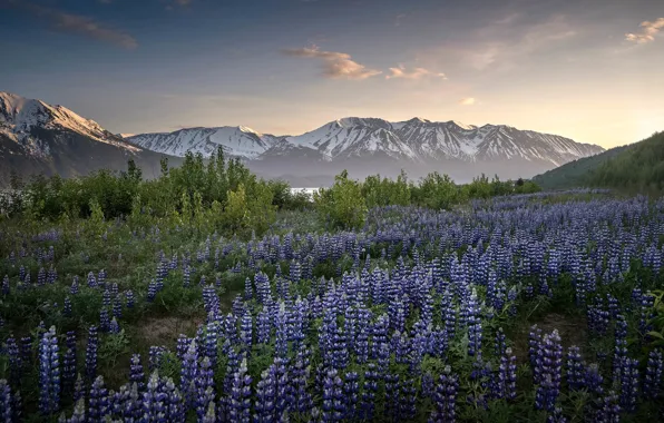 Цветы, горы, Аляска, луг, Alaska, люпины, Kenai Mountains, Turnagain Arm
