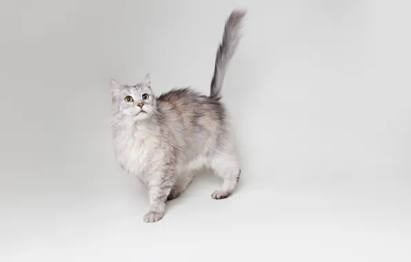 Кошка, кот, серый, фон, widescreen, обои, wallpaper, широкоформатные