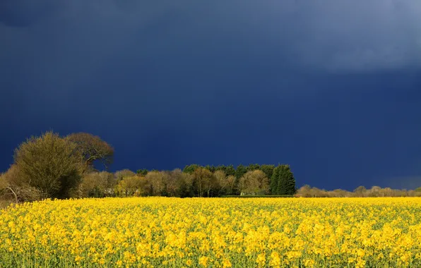 Картинка поле, небо, цветы, тучи, желтые