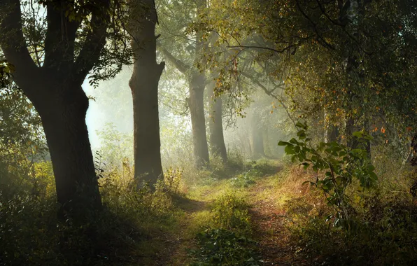 Картинка лес, деревья, пейзаж, природа, парк, дорожка, тропинка, Radoslaw Dranikowski