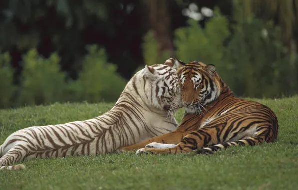 Любовь, хищник, пара, тигры, дикая кошка