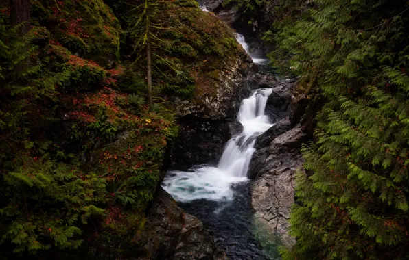 Лес, камни, скалы, заросли, водопад, ели, речка, хвоя