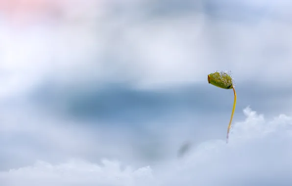 Картинка цветок, снег, природа