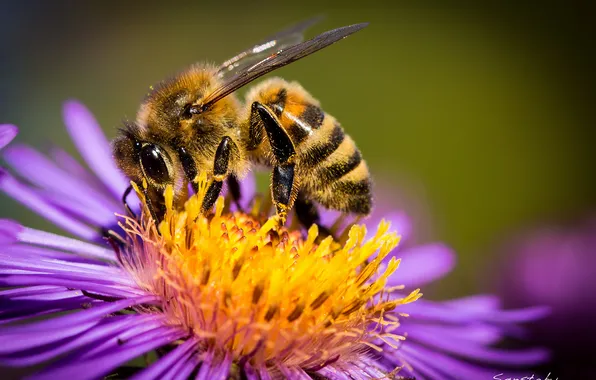 Картинка цветок, макро, пчела, пыльца