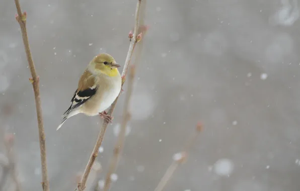 Bird, winter, snowing