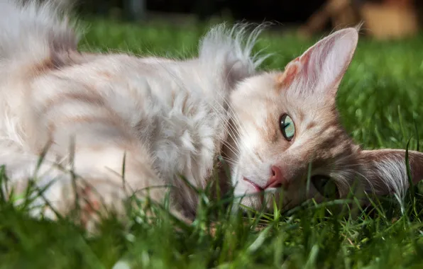 Кошка, трава, кот, взгляд, морда, свет, природа, отдых