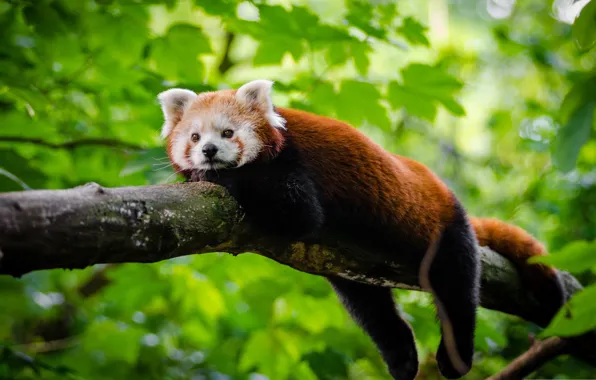Картинка листья, дерево, отдых, красная панда, малая панда