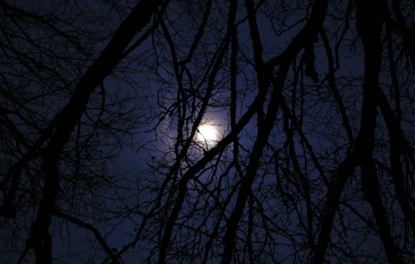 Небо, деревья, ночь, ветки, природа, луна