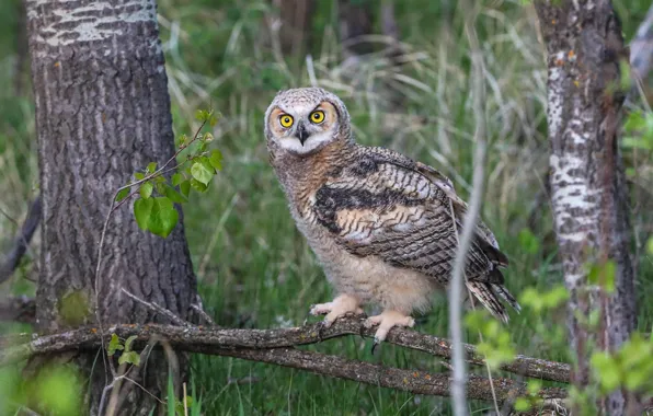 Лес, трава, взгляд, деревья, ветки, сова, птица