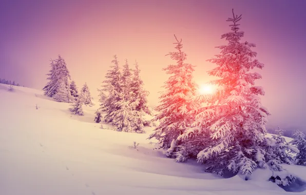 Зима, лес, снег, снежинки, елка, nature, winter, snow