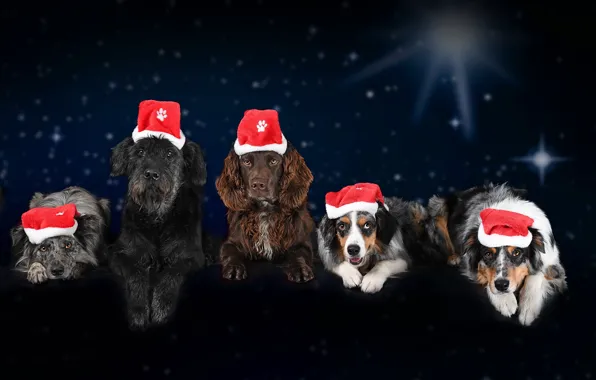 Собаки, Новый год, Christmas, winter, колпак, 2018, спаниэль