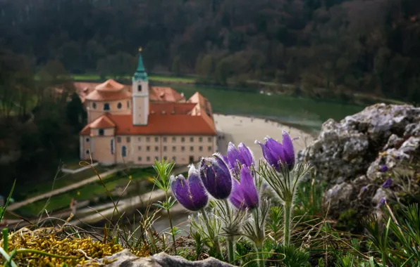 Пейзаж, цветы, природа, река, камни, Германия, Бавария, леса