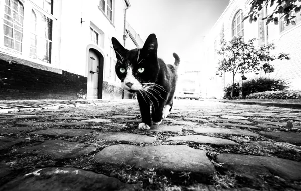 Кот, дома, мостовая, cat, houses, pavement, Marc Huybrighs