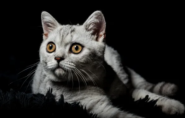 Кошка, глаза, взгляд, котенок, серый, портрет, ворс, малыш