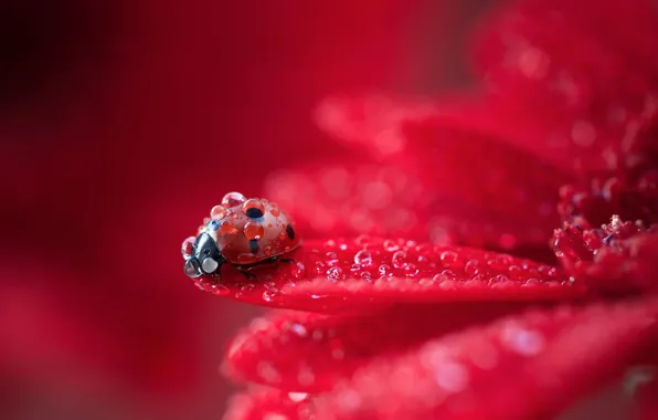 Картинка colorful, red, flower, macro, water drops, animal, drops, petals