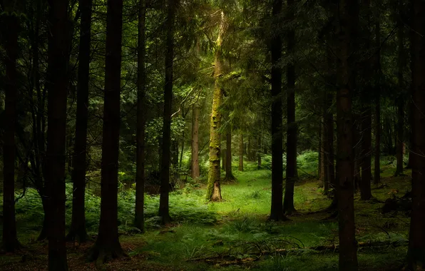 Зелень, лес, деревья, стволы, поляна, ели