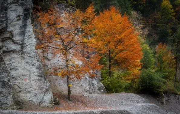 Картинка осень, деревья, гора