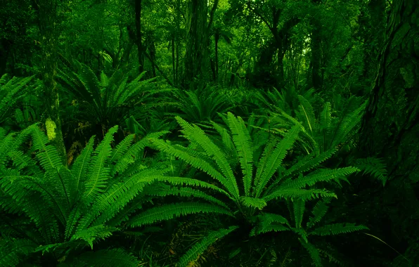 Картинка green, forest, leaf, plants