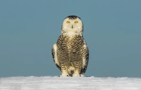 Eyes, winter, snow, snowy owl