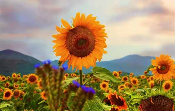 Картинка Природа, Поле, Лето, Подсолнухи, Nature, Summer, Sunflowers