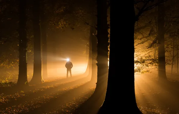 Картинка осень, свет, деревья, ночь, тьма, человек