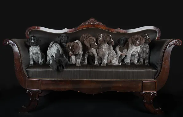 Картинка собаки, диван, щенки, Дратхаар, Немецкая жесткошёрстная легавая, футбольная команда